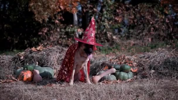 狗坐在靠近绿色和橙色南瓜的干草上 头戴红色帽子 头戴魔法斗篷 动物的奇装异服 万圣节庆典上穿着女巫服装的有趣的德国牧羊人4K镜头动物在公园 — 图库视频影像