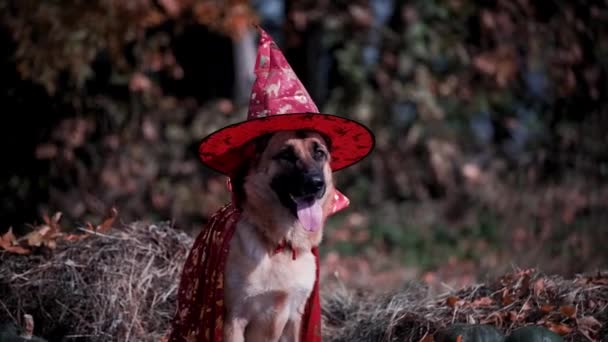 Cane Seduto Sul Fieno Vicino Zucche Verdi Arancioni Berretto Rosso — Video Stock