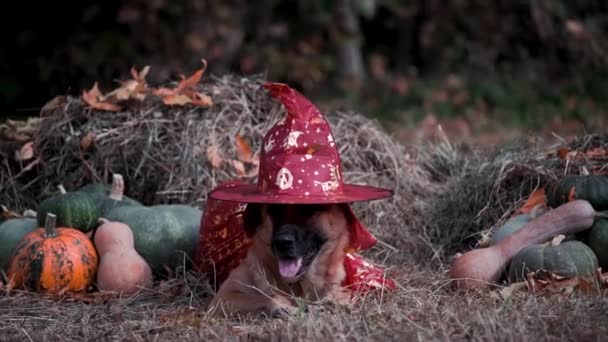 犬は赤い帽子とウィザードのマントで緑とオレンジのカボチャの近くの干し草の上に横たわっています 動物のためのファンシードレス ハロウィーンのお祝いで魔女の衣装で面白いドイツの羊飼い 公園で4K動物の映像 — ストック動画