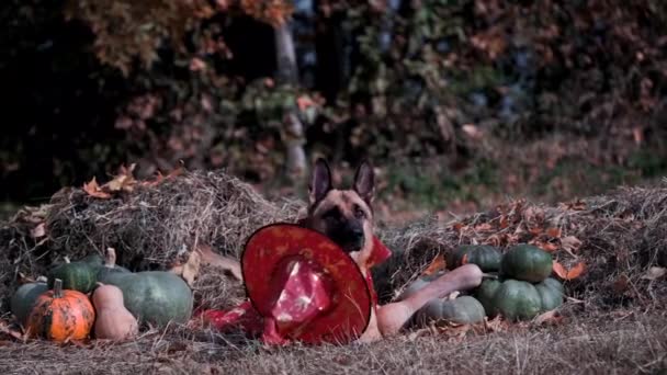 Pies Leży Sianie Pobliżu Zielonych Pomarańczowych Dyń Czerwonej Czapce Płaszczu — Wideo stockowe