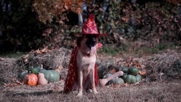 Pies Siedzi Sianie Pobliżu Zielonych Pomarańczowych Dyń Czerwonej Czapce Płaszczu — Wideo stockowe
