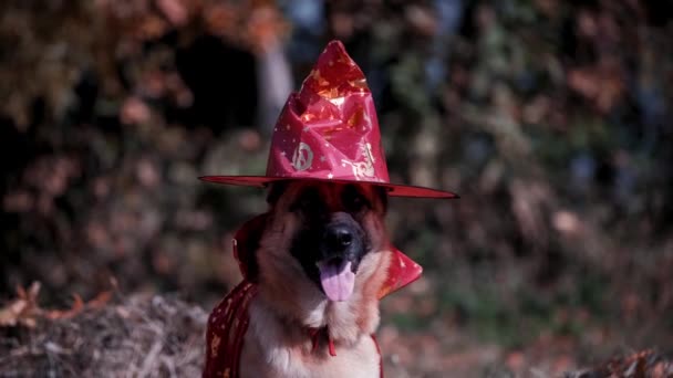 Primer Plano Retrato Perro Gorra Roja Capa Magos Elegante Vestido — Vídeo de stock