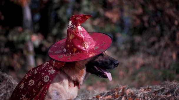 用红色的帽子和魔法斗篷把狗的画像合拢起来 宠物的漂亮衣服 万圣节庆典上穿着女巫服装的有趣的德国牧羊人万圣节期间公园里的动物 — 图库视频影像