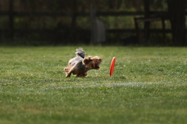 Köpek hızlı koşar ve hızla çimlerde yuvarlanan dişleriyle turuncu plastik uçan diski yakalamaya çalışır. Yorkshire Teriyeri sıcak yaz günlerinde spor yapıyor. Açık havada, parkta, yeşil alanda..