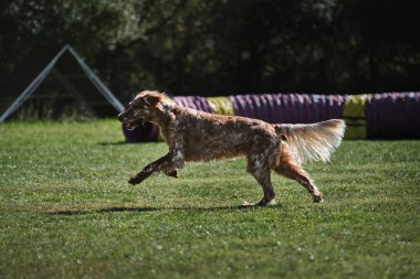 İngiliz köpeği çimlerde hızlı koşar. Çeviklik yarışmaları. İngiliz kırmızı ve beyaz setter sıcak yaz gününde spor yapar açık havada parkta yeşil çayırda.