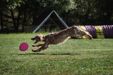 İngiliz köpeği çimenlikte hızla koşar ve yuvarlanan plastik diski dişleriyle kapmaya çalışır. İngiliz kırmızı ve beyaz setter sıcak yaz gününde spor yapar açık havada parkta yeşil çayırda.