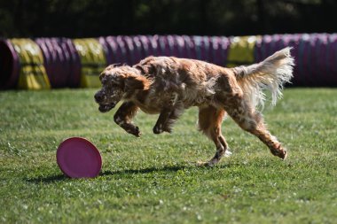 İngiliz köpeği çimenlikte hızla koşar ve yuvarlanan plastik diski dişleriyle kapmaya çalışır. İngiliz kırmızı ve beyaz setter sıcak yaz gününde spor yapar açık havada parkta yeşil çayırda.