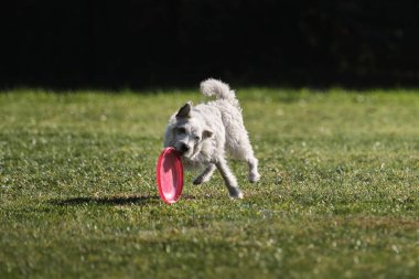 Beyaz kabarık tüylü köpek plastik diski dişleriyle tutmaya çalışır ve hızla çimlerde yuvarlanır. Tel saçlı Jack Russell Terrier sıcak bir yaz günü spor için yeşil alanda parka gider..