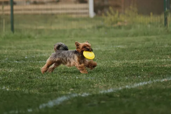 Hond Rent Snel Houdt Geel Plastic Speelgoed Vliegende Schijf Tussen — Stockfoto