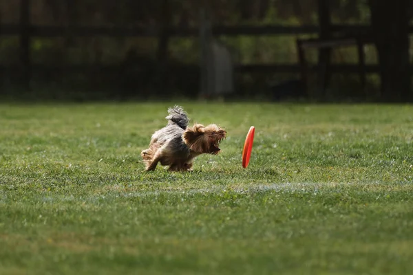 Hund Rennt Schnell Und Versucht Orangefarbene Plastikfliegerscheibe Mit Den Zähnen — Stockfoto