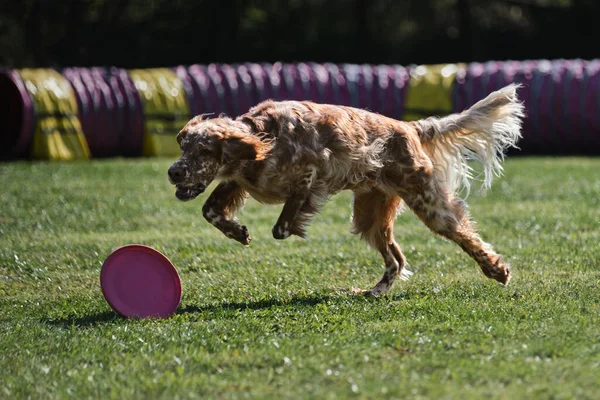Британская Собака Быстро Бегает Газону Пытается Схватить Катящийся Пластиковый Диск — стоковое фото