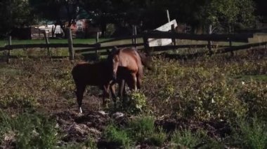 At çiftliği yetiştiriciliği ve hayvancılık. 4K, taşra yaşamının ağır çekim videosu. Kahverengi anne at, genç ve güzel yavrusuyla ilgileniyor. Evcil hayvan ailesi..