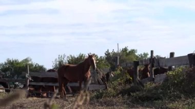 At çiftliği yetiştiriciliği ve hayvancılık. 4K, taşra yaşamının ağır çekim videosu. Kafasında beyaz çizgili yakışıklı kahverengi aygır otlağın önünde dikiliyor ve dikkatlice izliyor..