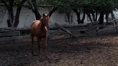 At çiftliği yetiştiriciliği ve hayvancılık. 4K, taşra yaşamının ağır çekim videosu. Kafasında beyaz nokta olan güzel kahverengi aygır ileri doğru yürüyor ve merakla bakıyor..