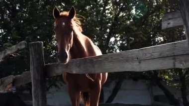 At çiftliği yetiştiriciliği ve hayvancılık. 4K, taşra yaşamının ağır çekim videosu. Kafasında beyaz nokta olan kahverengi aygır çitin arkasında duruyor rüzgarda sallanan ağaçlara karşı ve dikkatlice bakıyor.