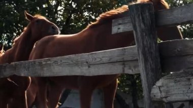 At çiftliği yetiştiriciliği ve hayvancılık. 4K, taşra yaşamının ağır çekim videosu. İki güzel kahverengi aygır ahşap çitlerin arkasında birbirini takip ediyor. Aşağıdan yan görünüm.