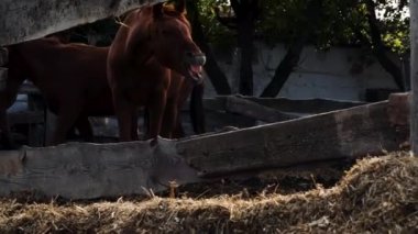 At çiftliği yetiştiriciliği ve hayvancılık. 4K, taşra yaşamının ağır çekim videosu. Kahverengi genç aygır tahta çitlerin arkasında duruyor ve dişlerini gösteriyor. Atlar..