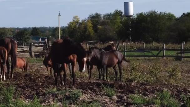 Horse Farm Breeding Animal Husbandry Slow Motion Video Country Life — Stock Video