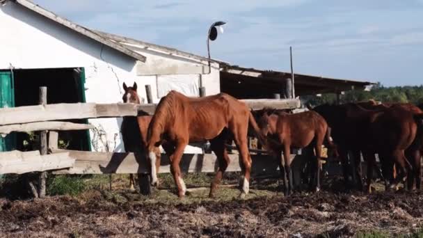 马场养殖和畜牧业 4K慢镜头的乡村生活 一群成年棕色的种马站在农场的栅栏后面挥动着尾巴 马的肋骨看得见 — 图库视频影像