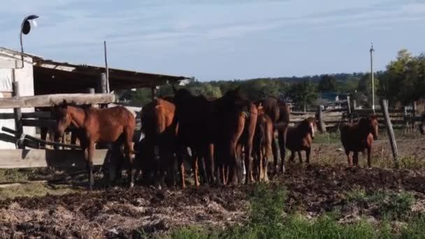 Allevamento Cavalli Allevamento Animali Video Rallentatore Della Vita Campagna Gruppo — Video Stock