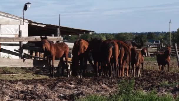马场养殖和畜牧业 4K慢镜头的乡村生活 成群结队的棕色大马和小马驹站在栅栏后面挥动着尾巴挡住昆虫 — 图库视频影像