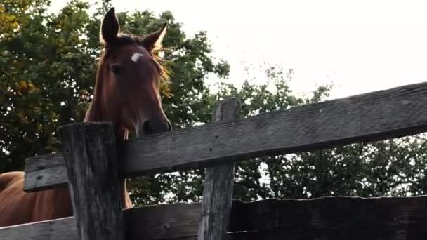 Hästuppfödning Och Djurhållning Slow Motion Video Livet Landet Brun Hingst — Stockvideo