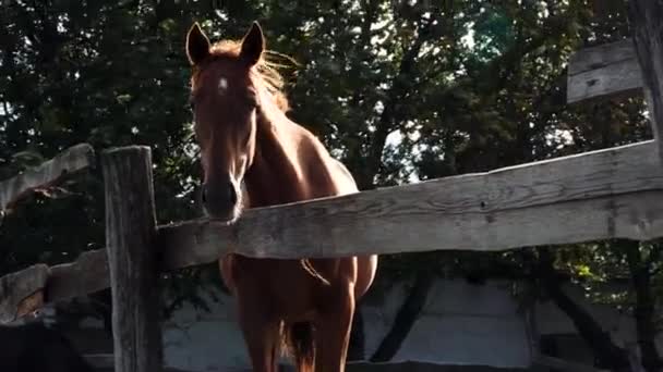 Hästuppfödning Och Djurhållning Slow Motion Video Livet Landet Brun Hingst — Stockvideo