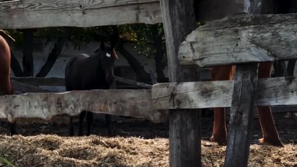 馬の農場の繁殖と動物の飼育 4Kスローモーションビデオのカントリーライフ 額に白い斑点があり 木製の柵の後ろに前方に男性の散歩を開発した黒い若い石柱 — ストック動画