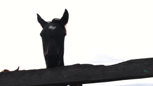 Veehouderij Veeteelt Slow Motion Video Van Het Landleven Zwarte Jonge — Stockvideo