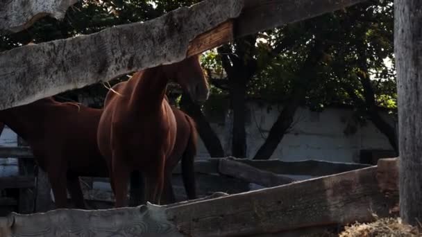 馬の農場の繁殖と動物の飼育 4Kスローモーションビデオのカントリーライフ 茶色の若い種牡馬は木製の柵の後ろに立っており 彼の歯を示す 馬の隣人 — ストック動画