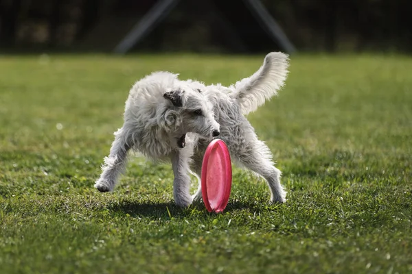 Белая Пушистая Собака Пытается Схватить Пластиковый Диск Зубами Который Быстро — стоковое фото