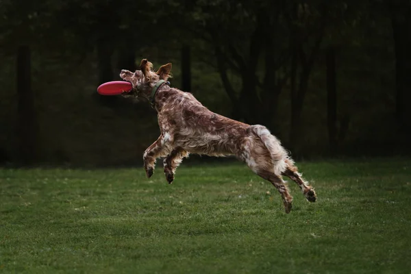 Flying dog of English hunting breed jumps high and catches pink disk with its teeth. English setter of red and white color jumps on green lawn at dog competitions. Grab flying saucer with mouth.