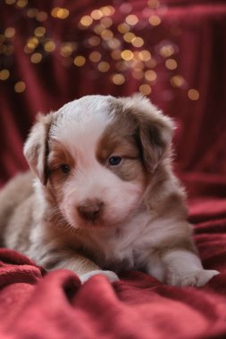 Bir aylık güzel Avustralya çoban köpeği kırmızı Merle renginde. Battaniyenin üzerinde, çelengin parlak sarı, sıcak ışıklarına karşı duruyor. Yeni yıl kartı ve Avustralyalı köpekle Noel kartı..