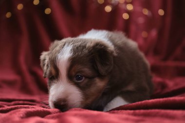 Aylık güzel Avustralya çoban köpeği kırmızı üç renkli köpek yavrusu, çelengin parlak sarı, sıcak ışıklarına karşı battaniyenin üzerinde yatıyor. Yeni yıl kartı ve Avustralyalı köpekle Noel kartı..