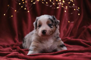 Bir aylık güzel Avustralya çoban köpeği mavi merle, çelengin parlak sarı sıcak ışıklarına karşı battaniyenin üzerinde uzanıyor. Yeni yıl kartı ve Avustralyalı köpekle Noel kartı..