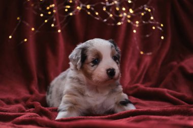 Bir aylık güzel Avustralya çoban köpeği mavi merle, çelengin parlak sarı sıcak ışıklarına karşı battaniyenin üzerinde uzanıyor. Yeni yıl kartı ve Avustralyalı köpekle Noel kartı..