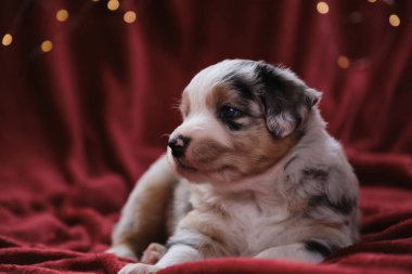 Bir aylık güzel Avustralya çoban köpeği mavi merle, çelengin parlak sarı sıcak ışıklarına karşı battaniyenin üzerinde uzanıyor. Yeni yıl kartı ve Avustralyalı köpekle Noel kartı..