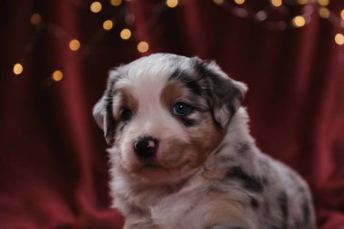 Bir aylık güzel Avustralya çoban köpeği mavi merle, çelengin parlak sarı sıcak ışıklarına karşı battaniyenin üzerinde uzanıyor. Yeni yıl kartı ve Avustralyalı köpekle Noel kartı..