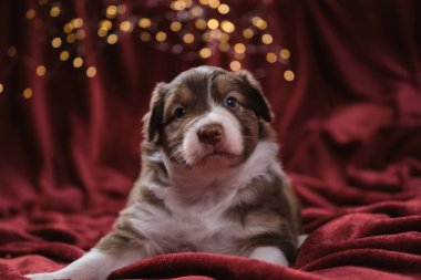 Aylık güzel Avustralya çoban köpeği kırmızı üç renkli köpek yavrusu, çelengin parlak sarı, sıcak ışıklarına karşı battaniyenin üzerinde yatıyor. Yeni yıl kartı ve Avustralyalı köpekle Noel kartı..