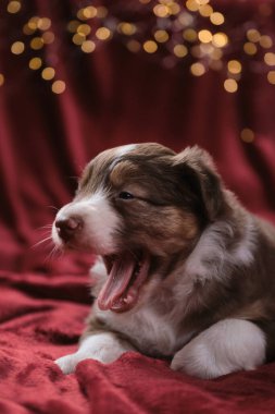 Bir aylık güzel Avustralyalı üç renkli çoban köpeği çelengin parlak sarı ışıklarına karşı battaniyenin üzerinde uzanıyor ve esniyor. Yeni yıl kartı ve Avustralyalı köpekle Noel kartı..