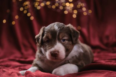 Aylık güzel Avustralya çoban köpeği kırmızı üç renkli köpek yavrusu, çelengin parlak sarı, sıcak ışıklarına karşı battaniyenin üzerinde yatıyor. Yeni yıl kartı ve Avustralyalı köpekle Noel kartı..