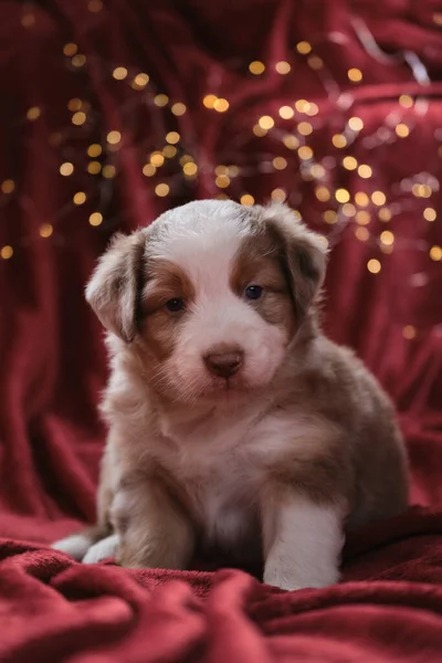 Bir Aylık Güzel Avustralya Çoban Köpeği Kırmızı Merle Renginde Battaniyenin — Stok fotoğraf