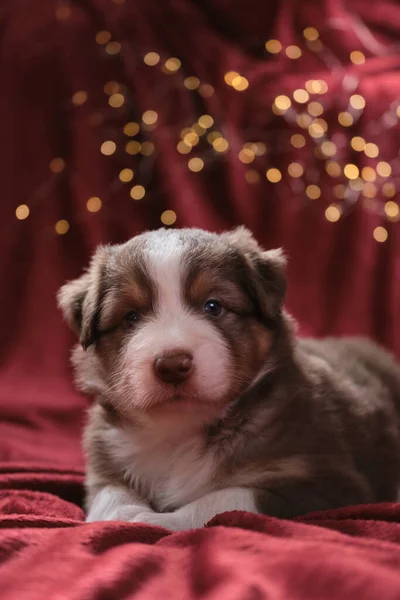 Bellissimo Cucciolo Pastore Australiano Mese Tricolore Rosso Giace Una Coperta — Foto Stock