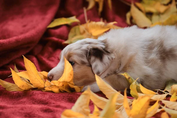 オージーレッドメルル子犬は黄色の秋の葉やスニッフの間で明るい赤毛布の上にあります オーストラリアの若い羊飼い カレンダーのグリーティングカードまたは写真 — ストック写真