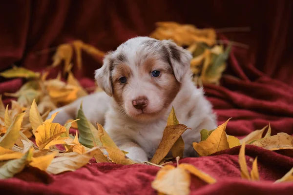 Aussie Red Merle Puppy Lies Bright Red Blanket Yellow Fallen — Stock Photo, Image