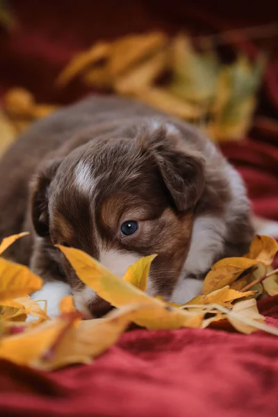Aussie Red Tricolor Puppy Lies Bright Red Blanket Yellow Fallen — Stock Photo, Image