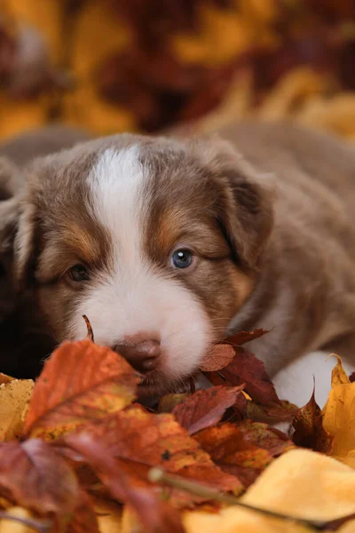 Ein Einen Monat Alter Australian Shepherd Welpe Liegt Auf Einer — Stockfoto