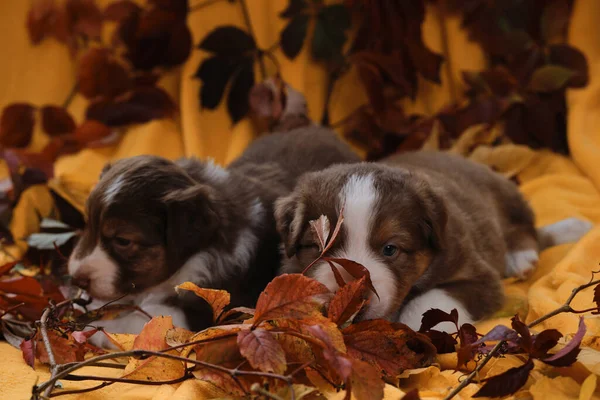 Zwei Monate Alte Australian Shepherd Welpen Liegen Auf Einer Gelben — Stockfoto