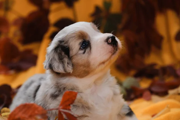 Australijski Niebieski Merle Bardzo Słodkie Miękkie Pies Czystej Krwi Miesiąc — Zdjęcie stockowe