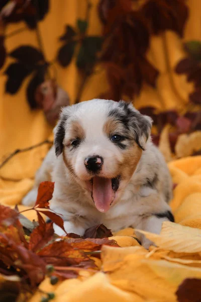 Aussie Μπλε Merle Πολύ Χαριτωμένο Και Μαλακό Καθαρόαιμο Σκυλί Κουτάβι — Φωτογραφία Αρχείου